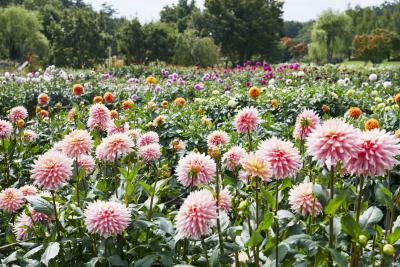 やまがた川西ダリヤ園