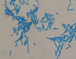 微生物検査1