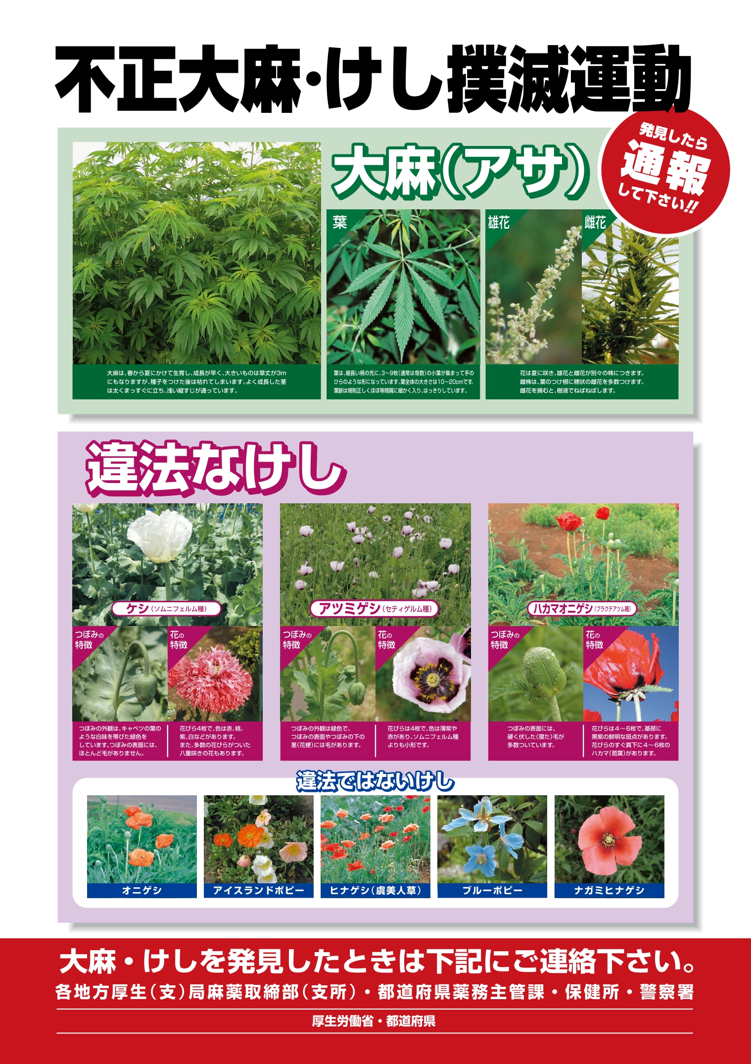 不正大麻けし撲滅運動