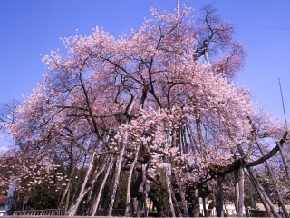 伊佐沢の久保桜(長井市)